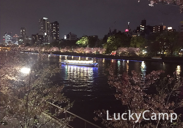 大阪　夜桜　花見　ライトアップ　画像